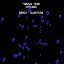 Brain Blasters / The Teller